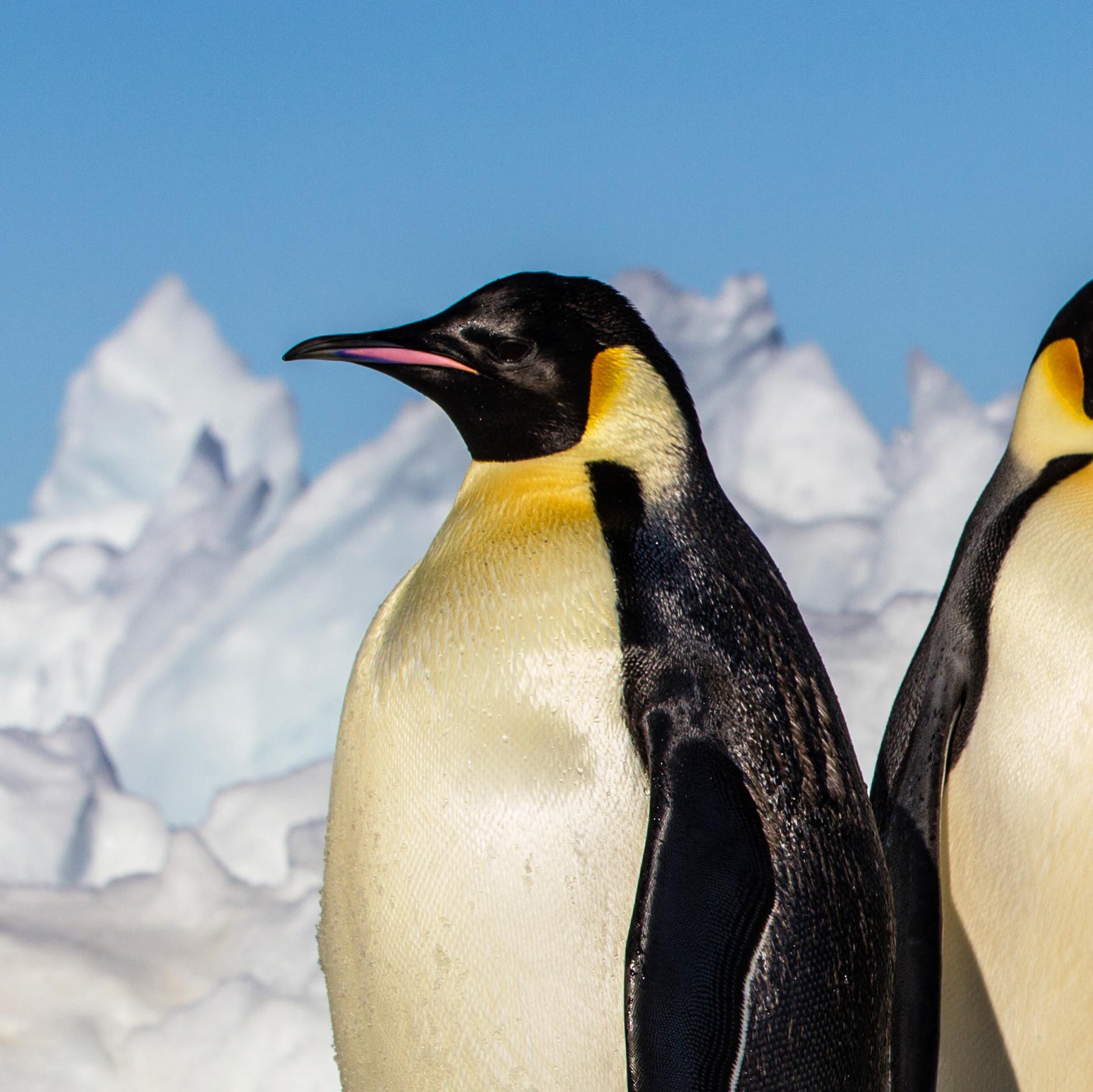 Emperor penguin