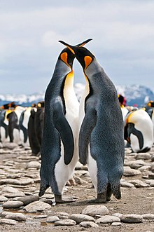 King penguin