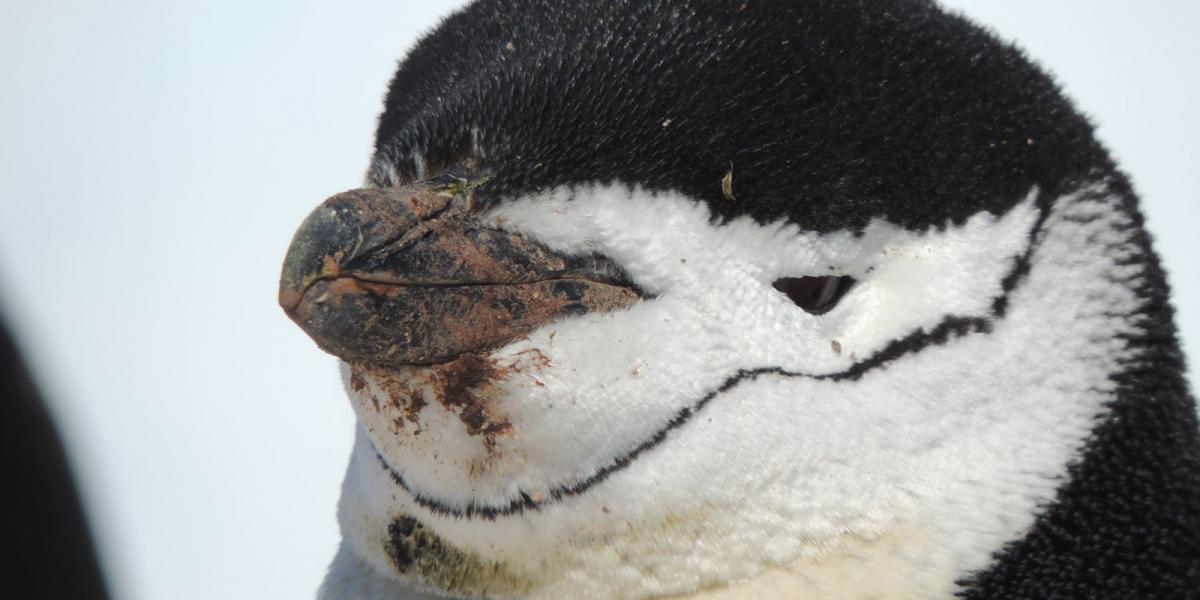 Chinstrap penguin