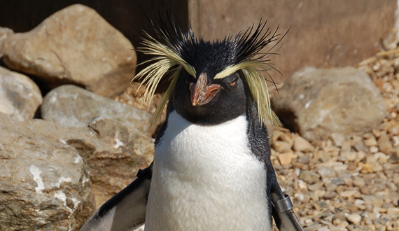 Erect-crested penguin