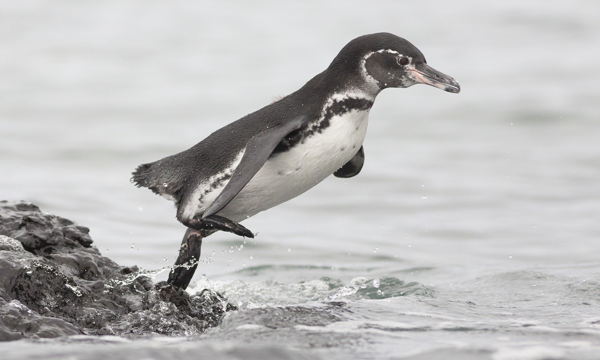 Galapagos penguin