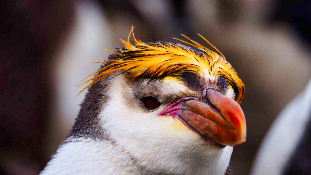 Royal penguin