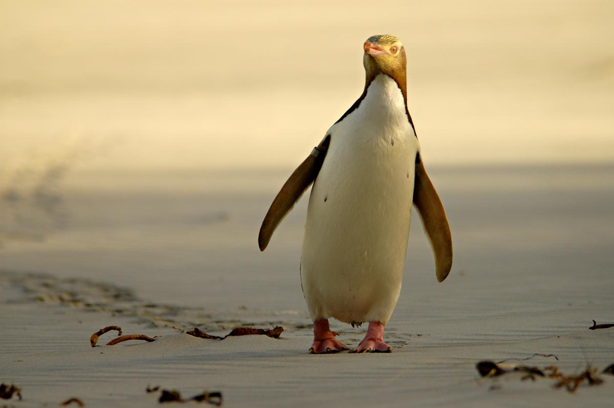 Yellow-eyed penguin