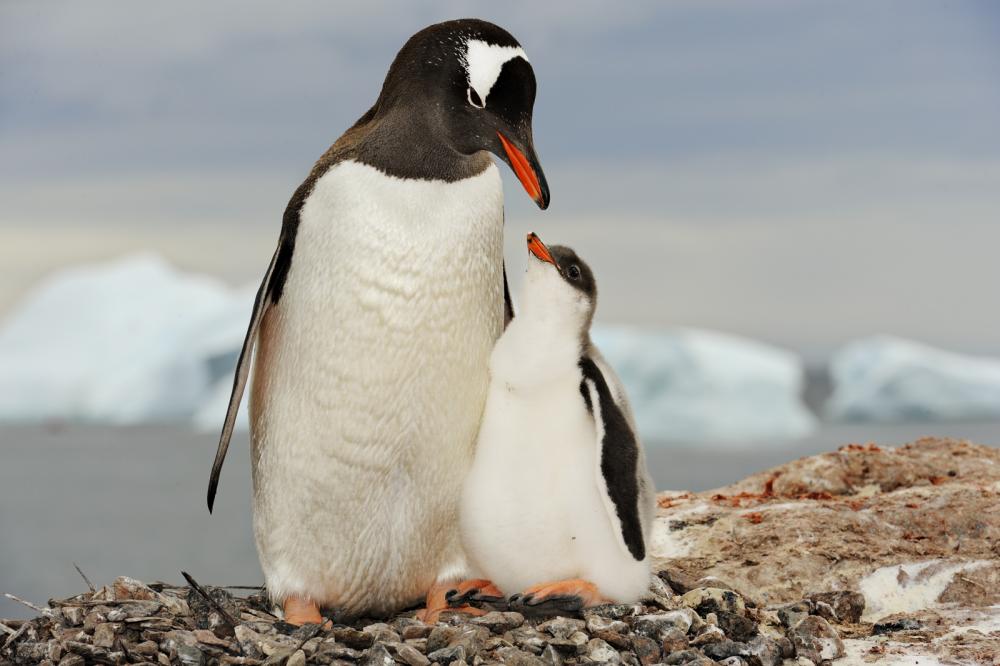 Gentoo penguin