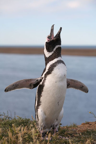 Magellanic penguin