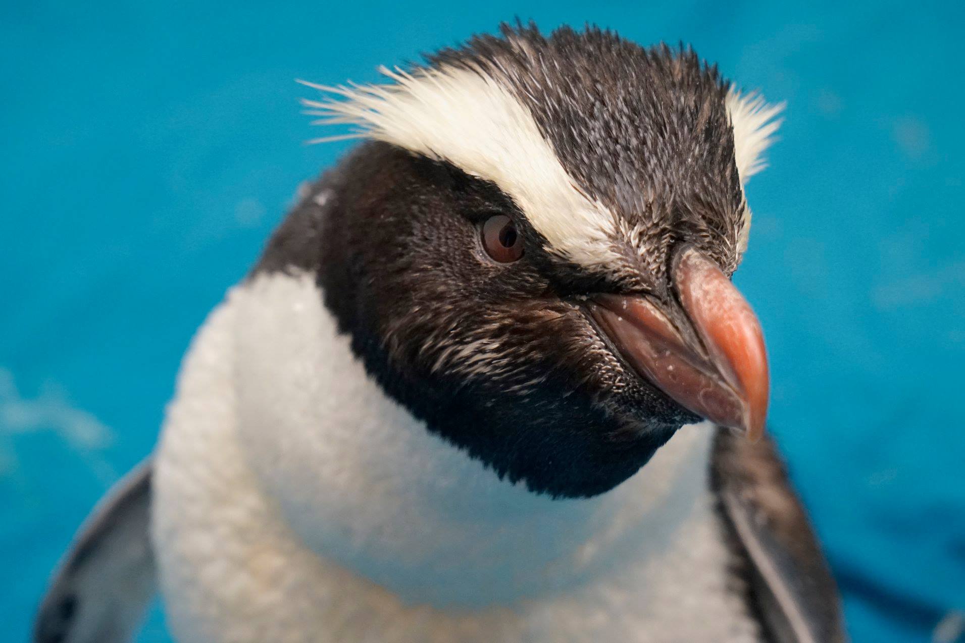  Fiordland penguin