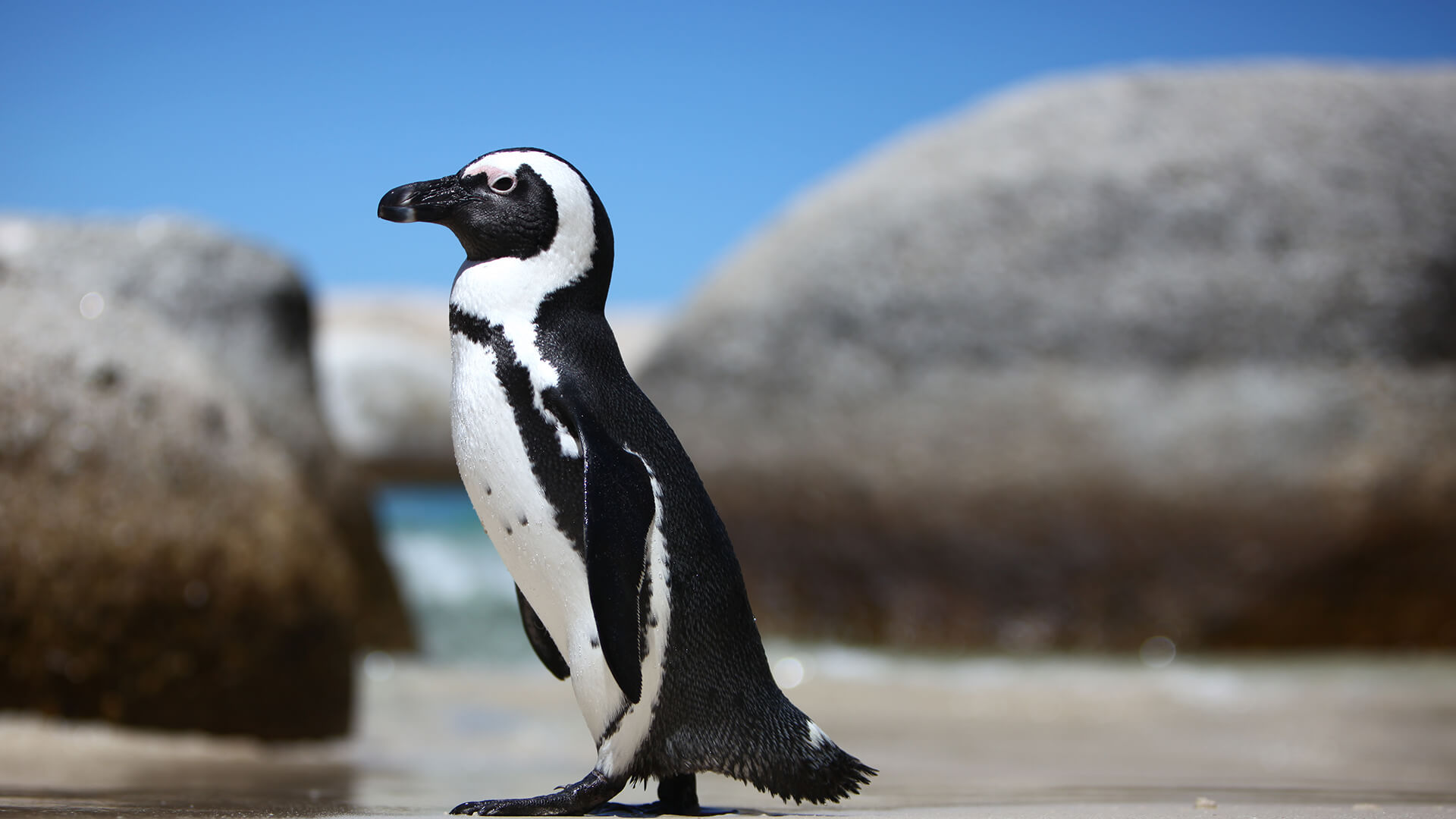African penguin