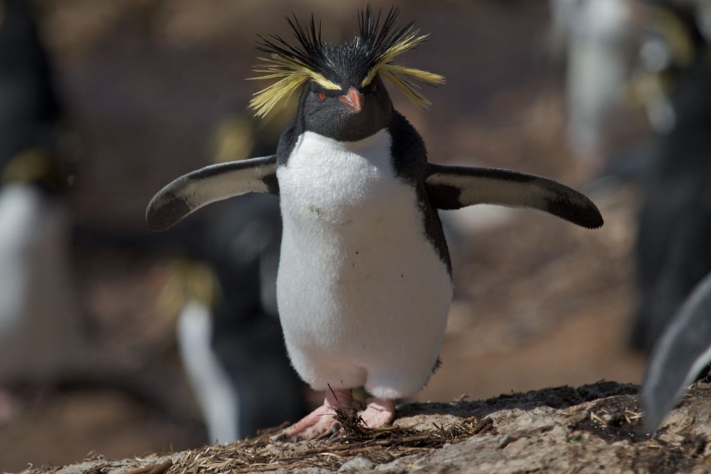 Northern rockhopper penguin