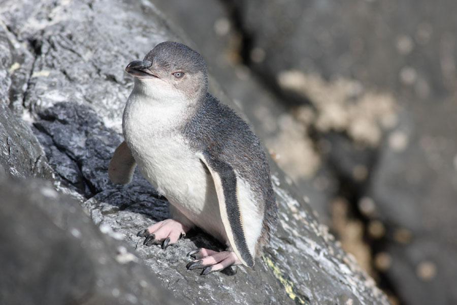 White-flippered penguin